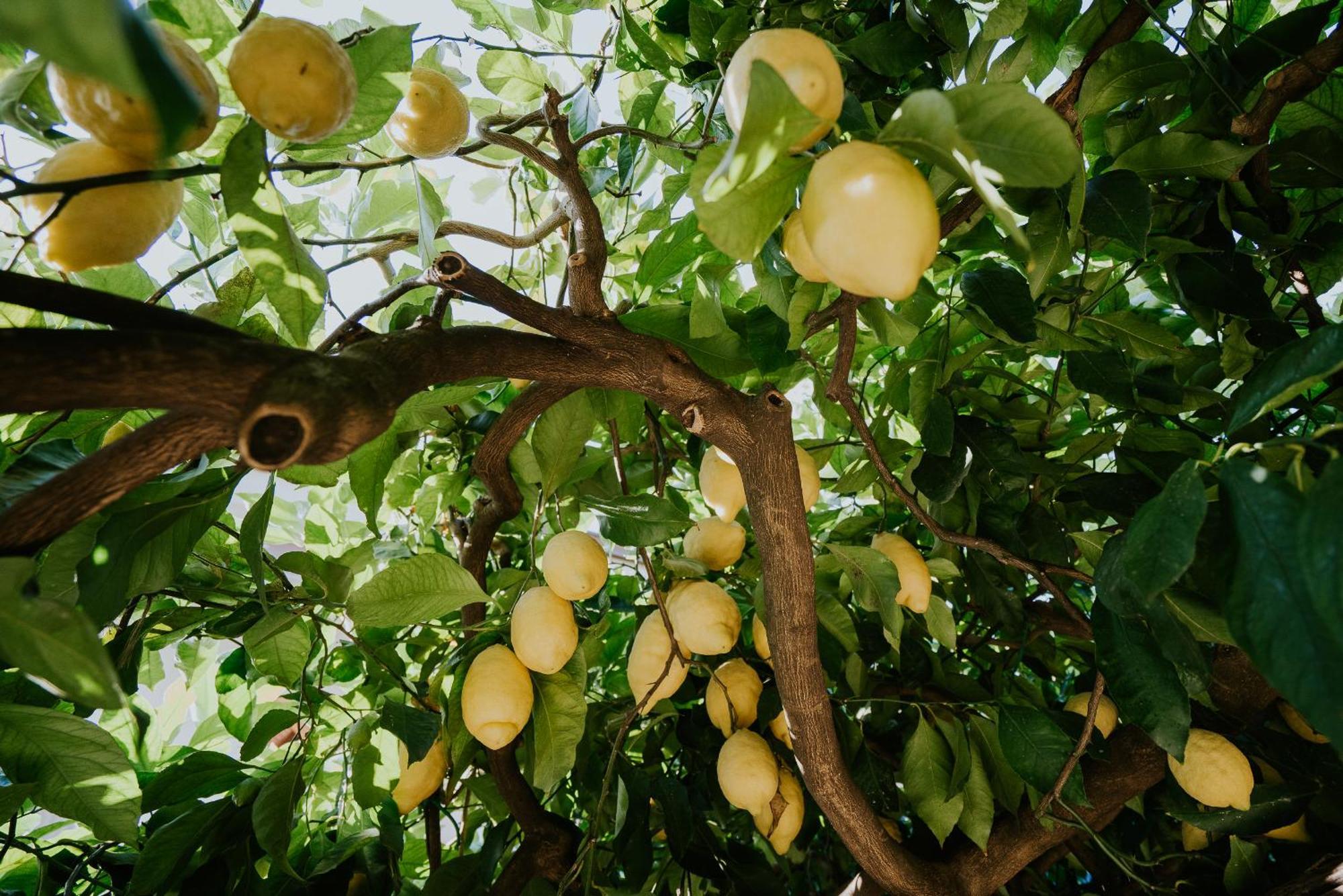 דירות Polvica Il Giardino Dei Limoni מראה חיצוני תמונה