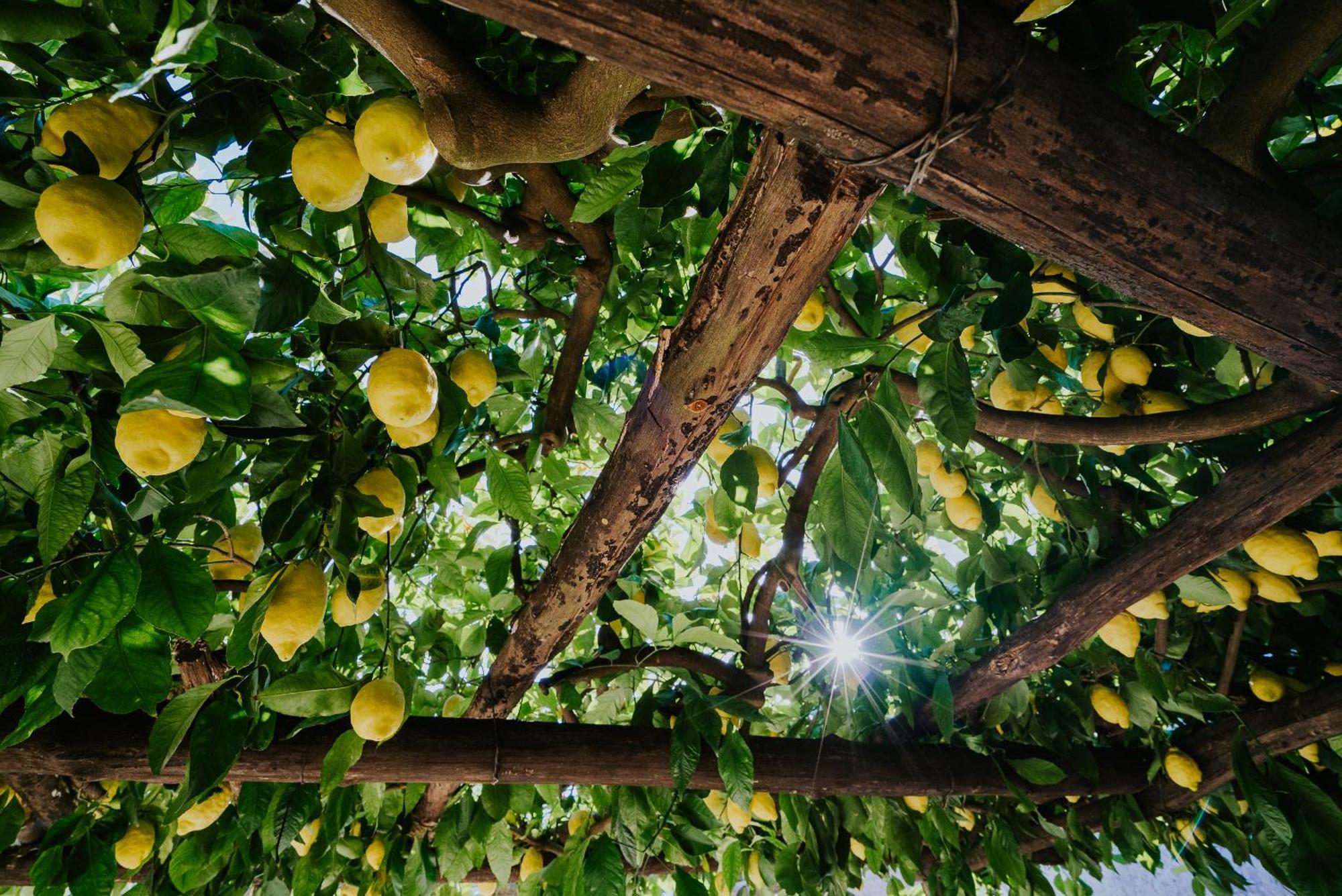דירות Polvica Il Giardino Dei Limoni מראה חיצוני תמונה